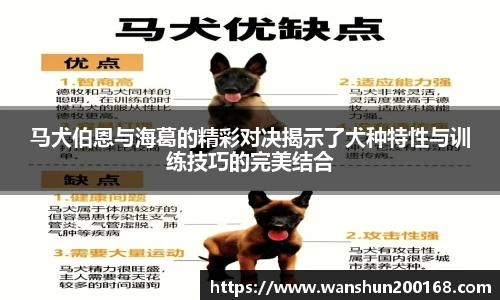 马犬伯恩与海葛的精彩对决揭示了犬种特性与训练技巧的完美结合